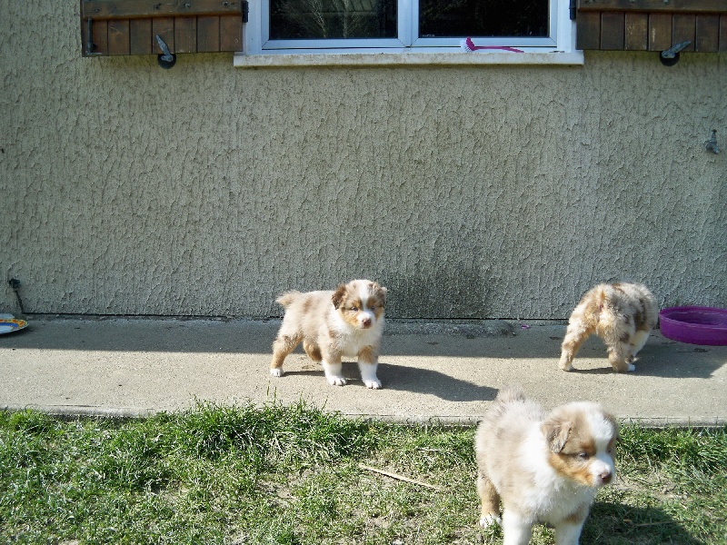 chiots