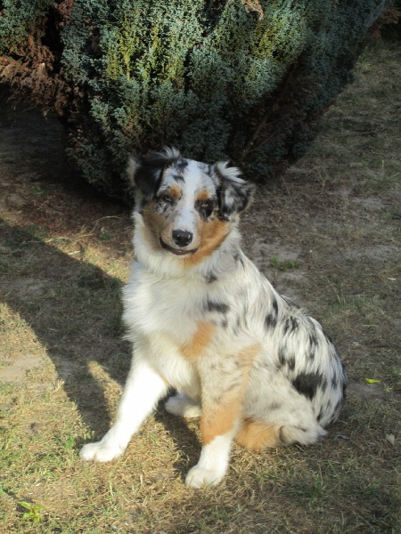 Chiots chez leurs maîtres