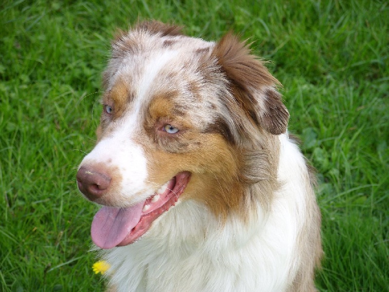 Kiba