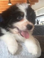 CHIOT