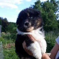 CHIOT