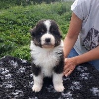 CHIOT